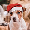 Gorro Navidad Mascotas Pipo Cifra